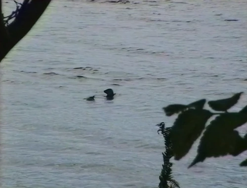 16 Aug 1993 · A seal surfaces in the Cromarty Firth, near Inverness.